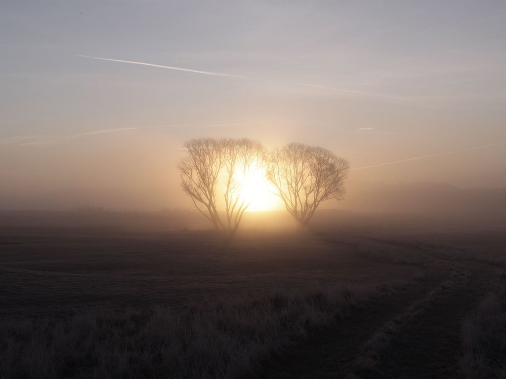 Обои восход, солнце, дерево, туман, sunrise, the sun, tree, fog разрешение 3000x2000 Загрузить