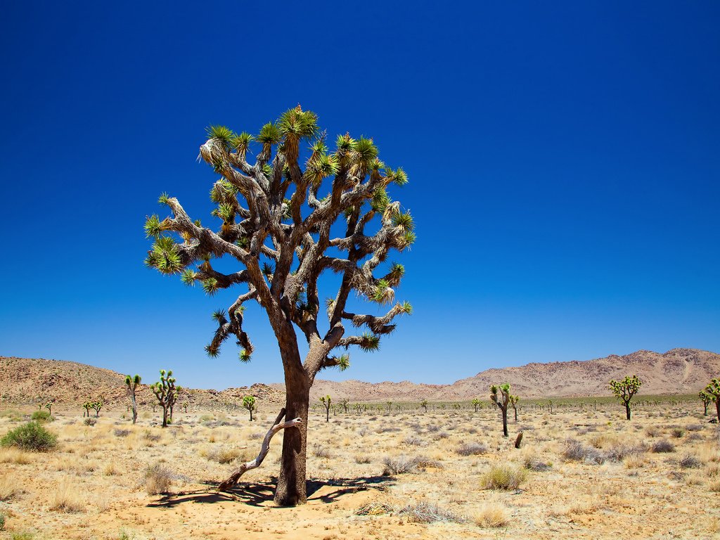 Обои небо, пустыня, неба, деревь, joshua tree national park, дерево джошуа, десерд, the sky, desert, sky, trees, joshua tree разрешение 2560x1600 Загрузить