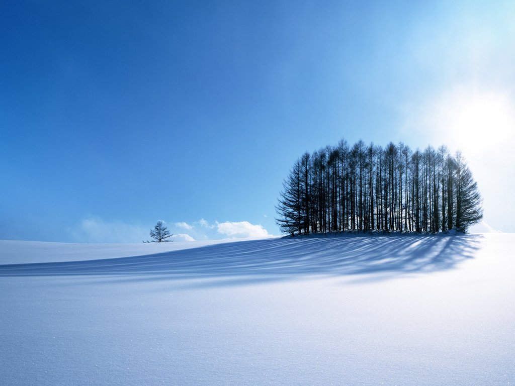 Обои деревья, снег, зима, trees, snow, winter разрешение 1920x1200 Загрузить