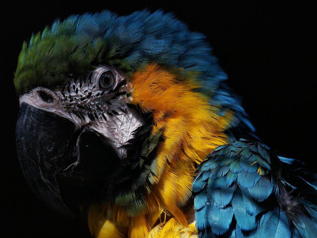 Обои попугай, the beautiful, macaw, parrot разрешение 1920x1200 Загрузить