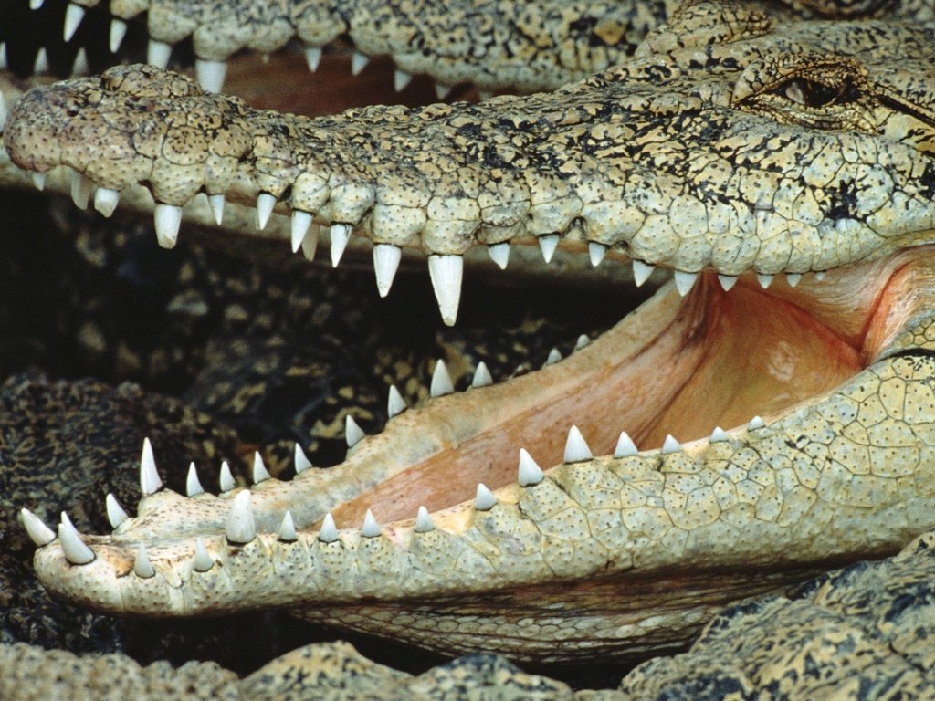 Обои зубы, крокодил, пасть, teeth, crocodile, mouth разрешение 2295x1536 Загрузить