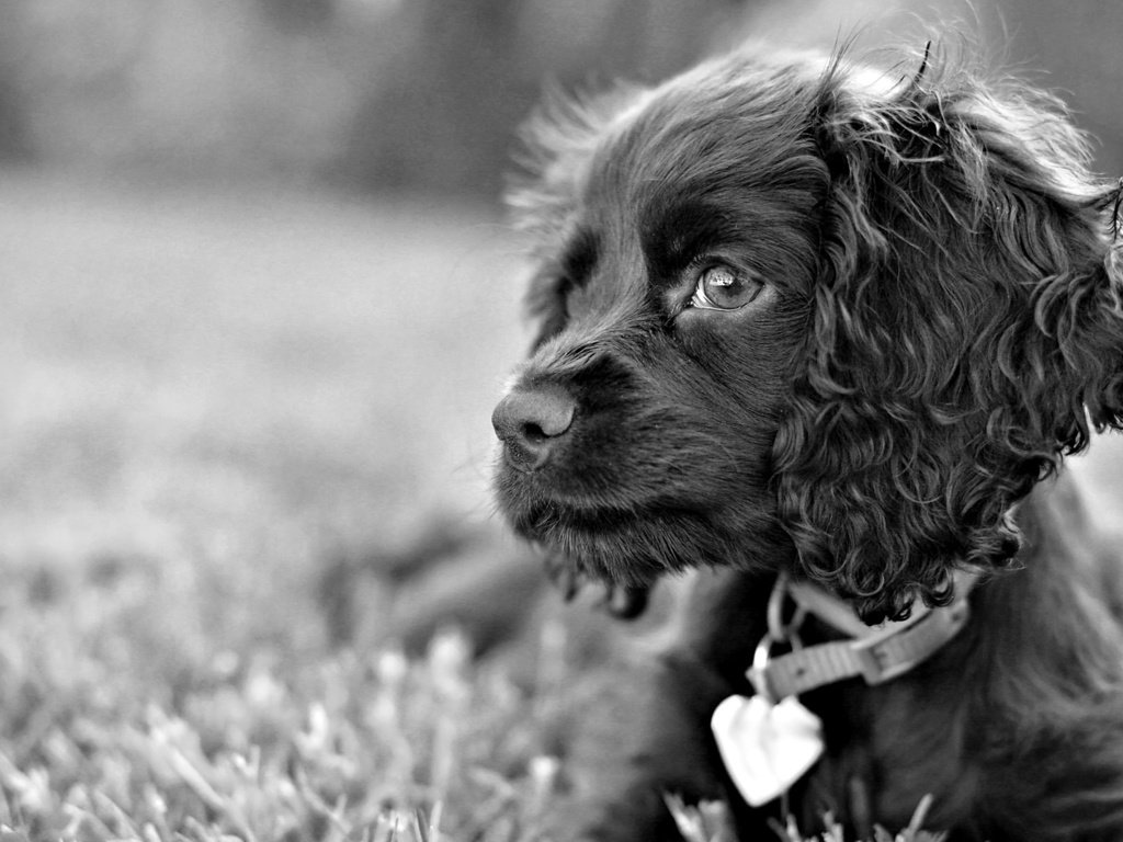 Обои трава, взгляд, собака, пес, чёрно-белый, грустные глаза, спаниель, grass, look, dog, black and white, sad eyes, spaniel разрешение 1920x1080 Загрузить
