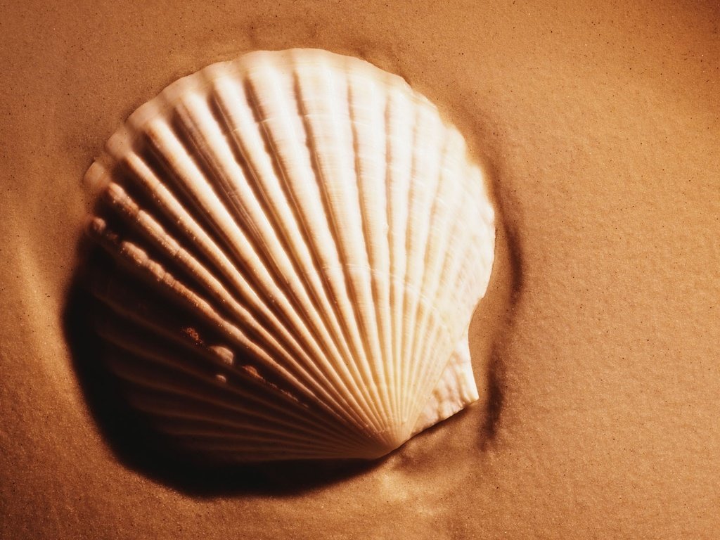 Обои песок, ракушки, sand, shell разрешение 1920x1200 Загрузить