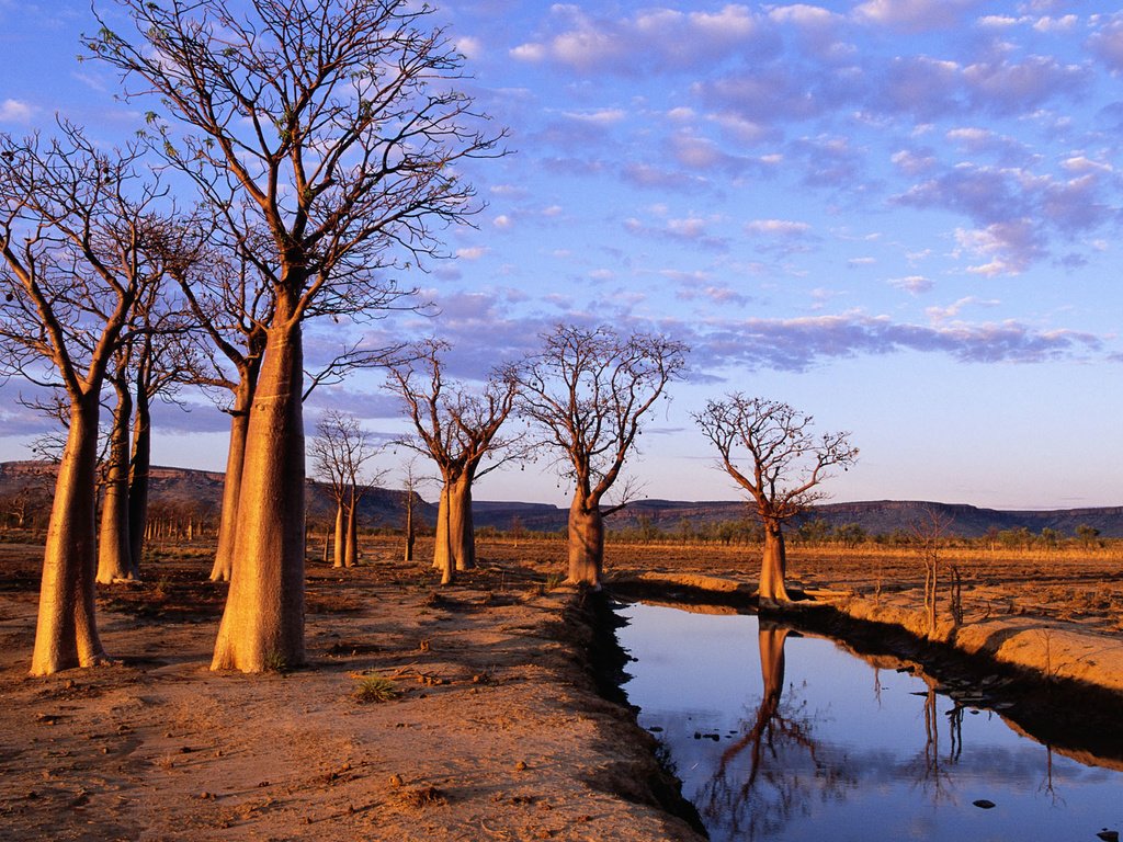 Обои деревья, канал, засуха, trees, channel, drought разрешение 1920x1200 Загрузить