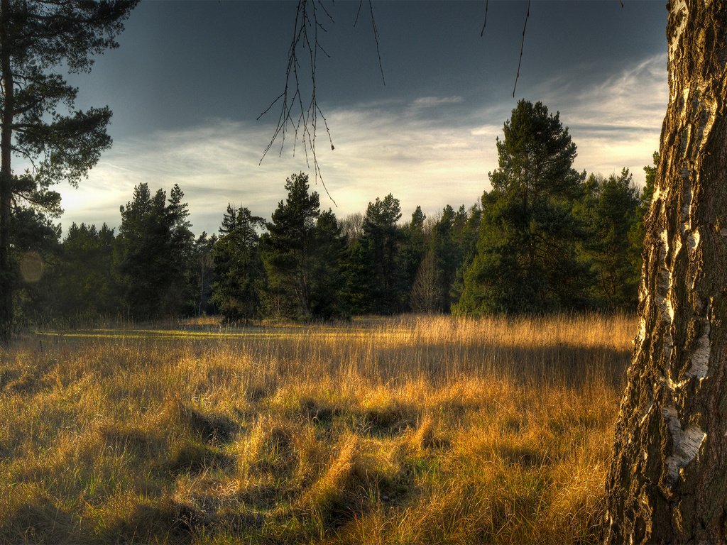 Обои небо, трава, деревья, лес, ели, береза, сухая, the sky, grass, trees, forest, ate, birch, dry разрешение 1920x1200 Загрузить