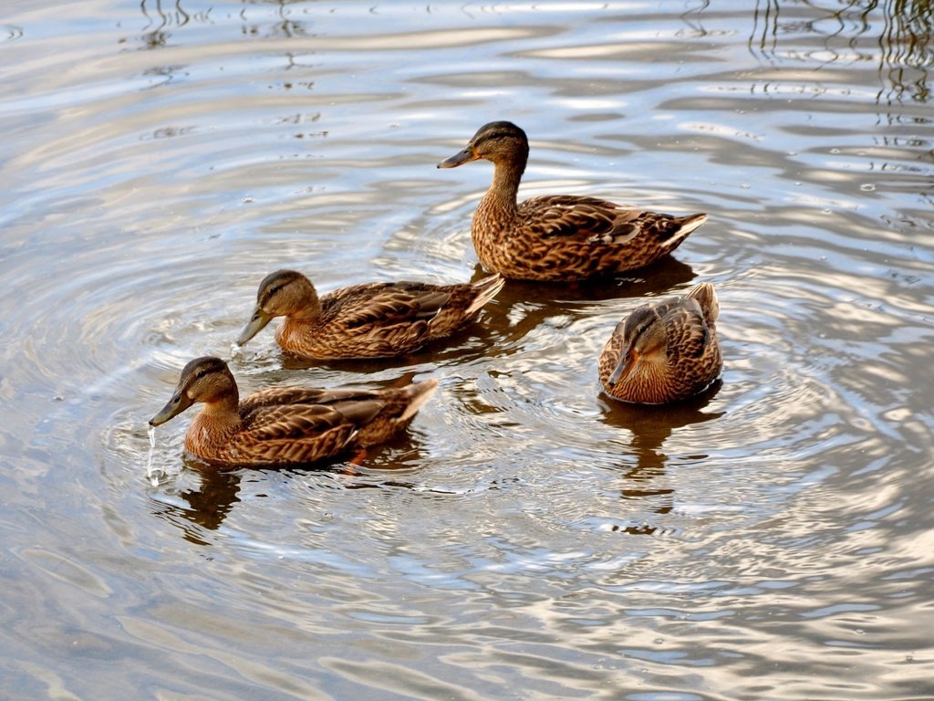 Обои вода, круги, пруд, утки, water, circles, pond, duck разрешение 2560x1600 Загрузить