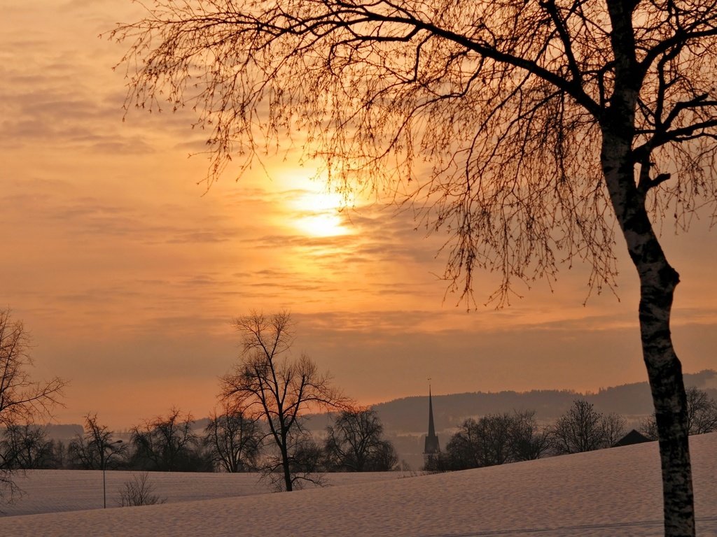 Обои деревья, закат, зима, trees, sunset, winter разрешение 2560x1600 Загрузить