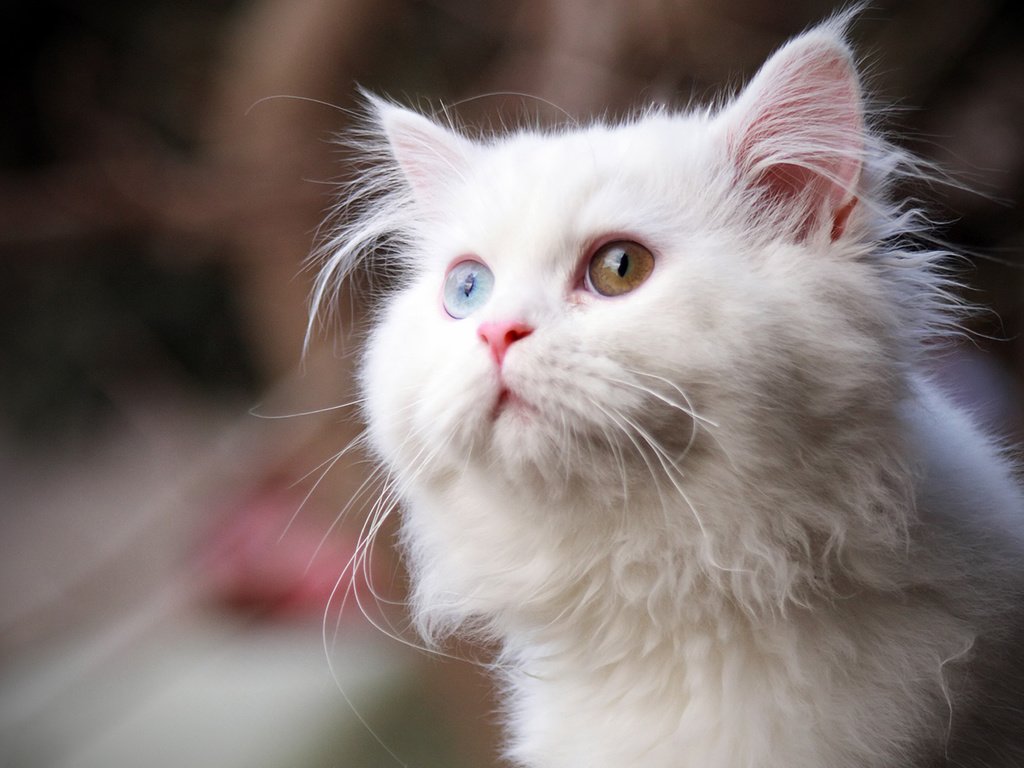 Обои глаза, кот, кошка, взгляд, пушистый, белый, eyes, cat, look, fluffy, white разрешение 1920x1200 Загрузить