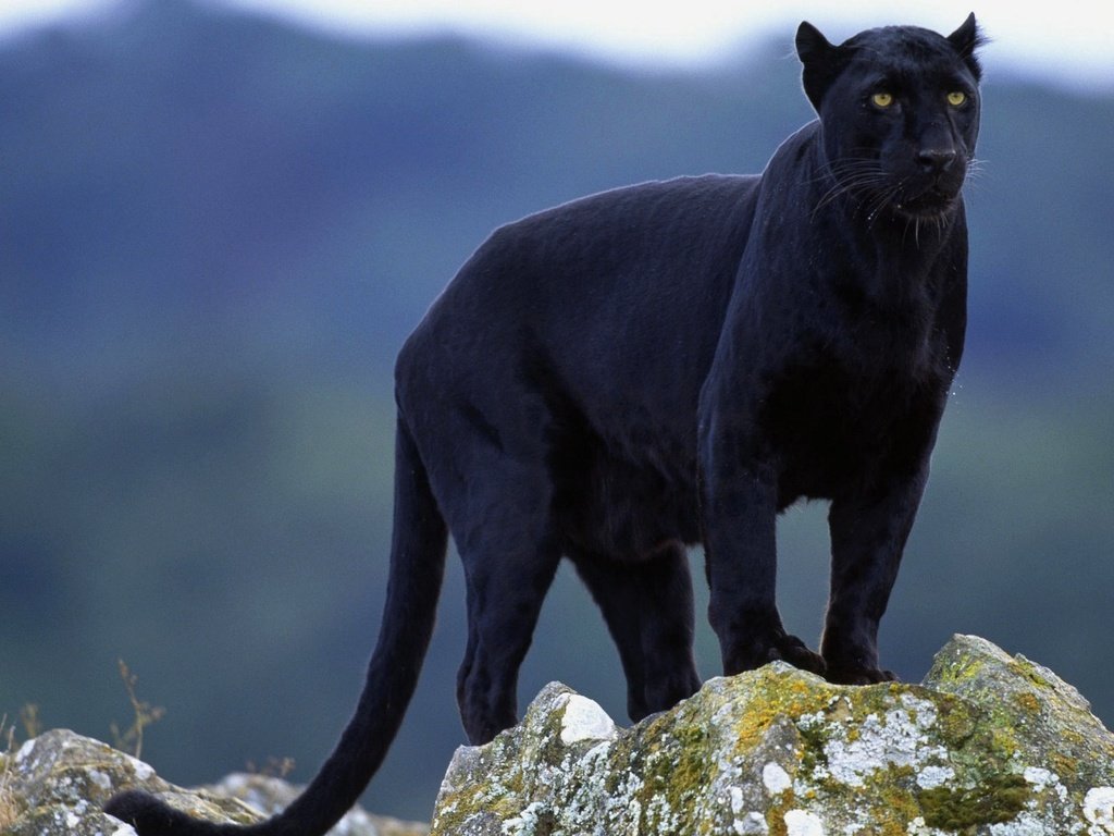 Обои взгляд, пантера, черная, look, panther, black разрешение 1920x1200 Загрузить