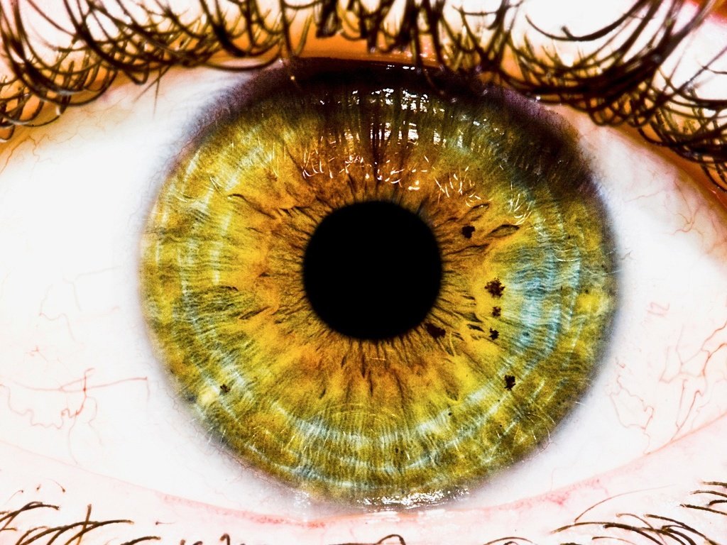 Обои глаз, макросъемка, зрачок, ресницы, eyes, macro, the pupil, eyelashes разрешение 1920x1200 Загрузить