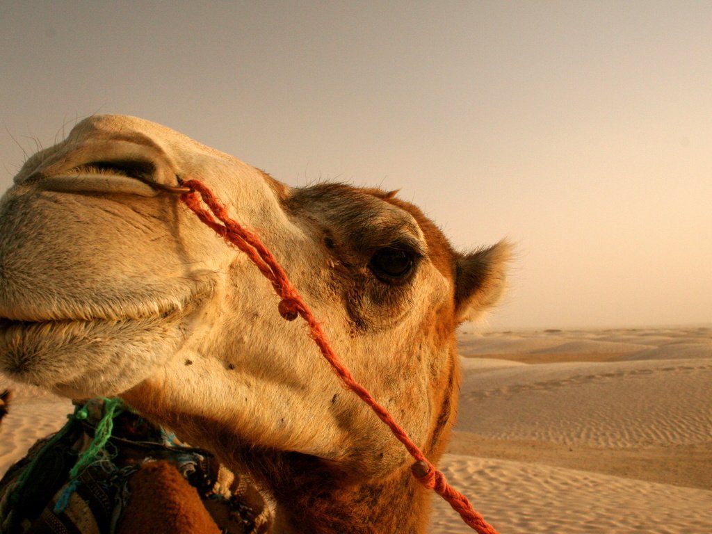Обои солнце, пустыня, верблюд, the sun, desert, camel разрешение 2560x1600 Загрузить