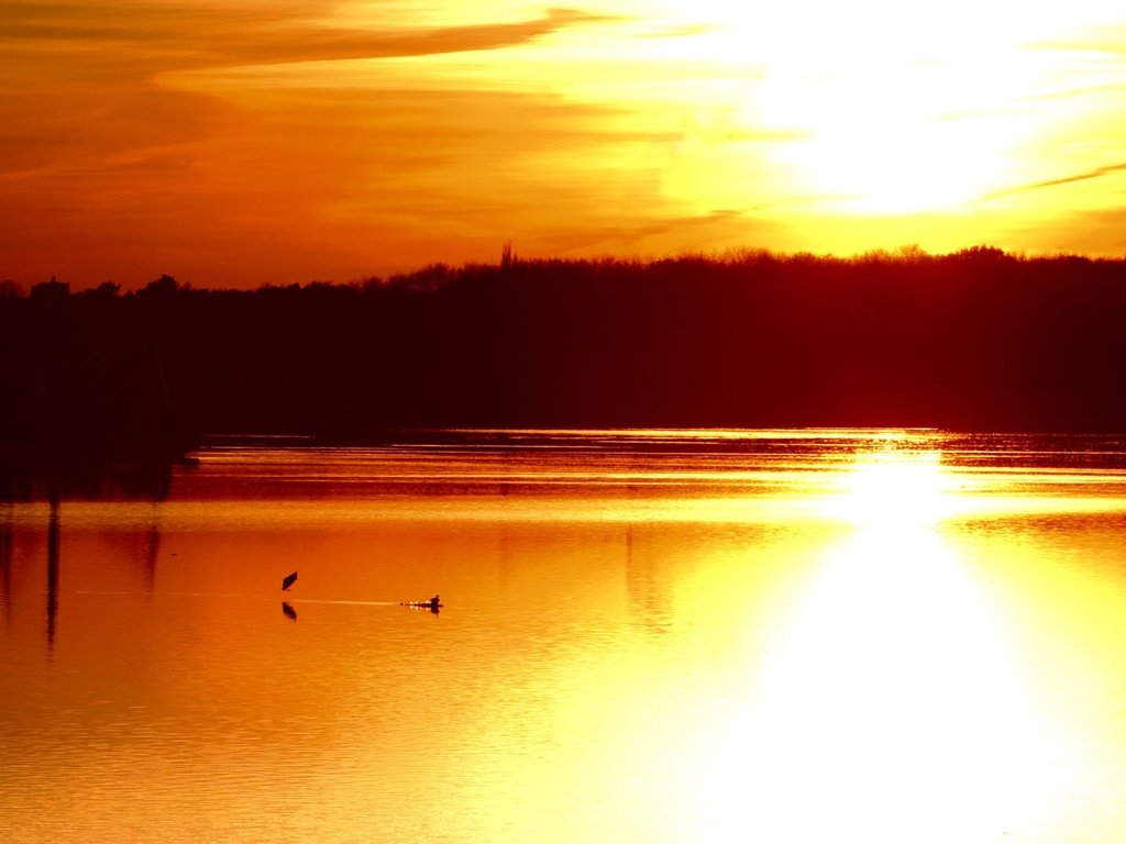 Обои река, солнце, лес, закат, отражение, птицы, пруд, river, the sun, forest, sunset, reflection, birds, pond разрешение 1920x1080 Загрузить