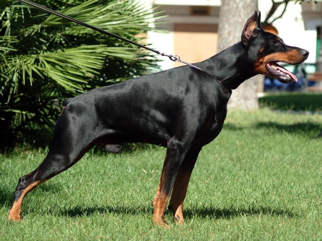 Обои собака, доберман, dobermann, dog, doberman разрешение 2304x1536 Загрузить