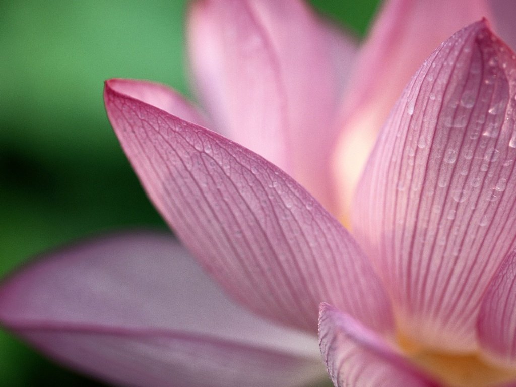 Обои цветок, капли, лепестки, лотос, flower, drops, petals, lotus разрешение 2560x1600 Загрузить