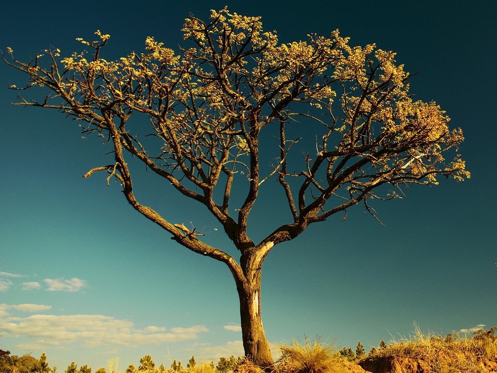 Обои небо, дерево, листья, ветки, ствол, сухое дерево, the sky, tree, leaves, branches, trunk, a dry tree разрешение 1920x1440 Загрузить