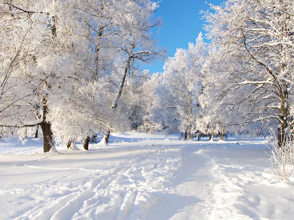 Обои деревья, снег, дорожка, trees, snow, track разрешение 2560x1600 Загрузить