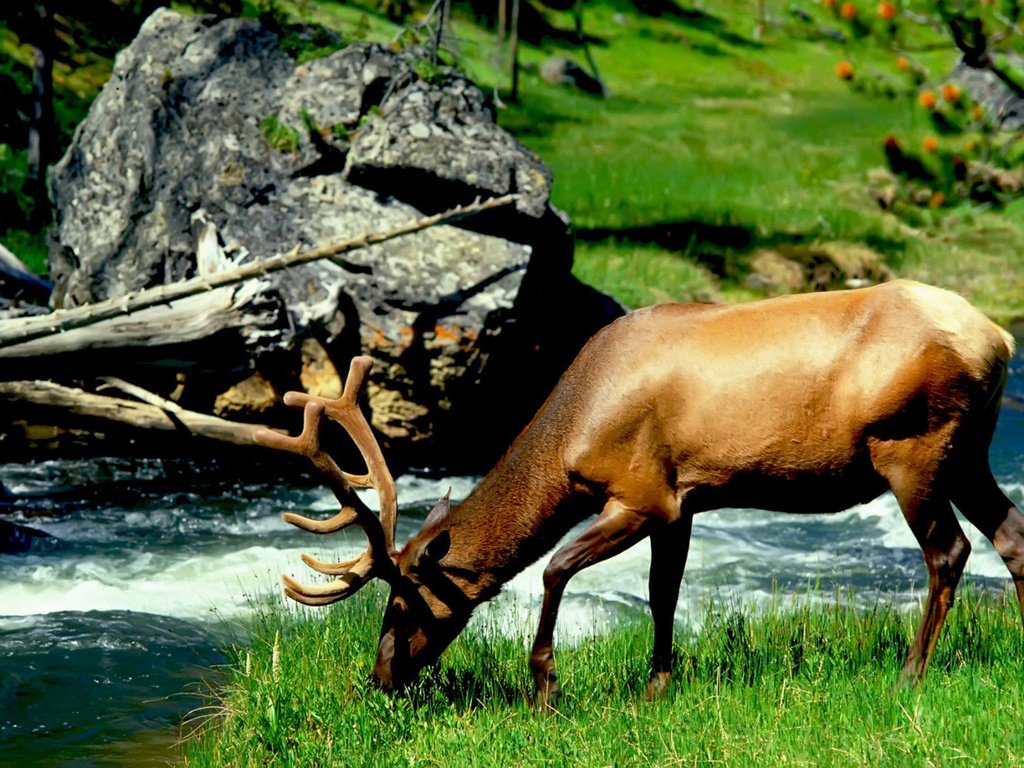 Обои река, лось, river, moose разрешение 1920x1200 Загрузить
