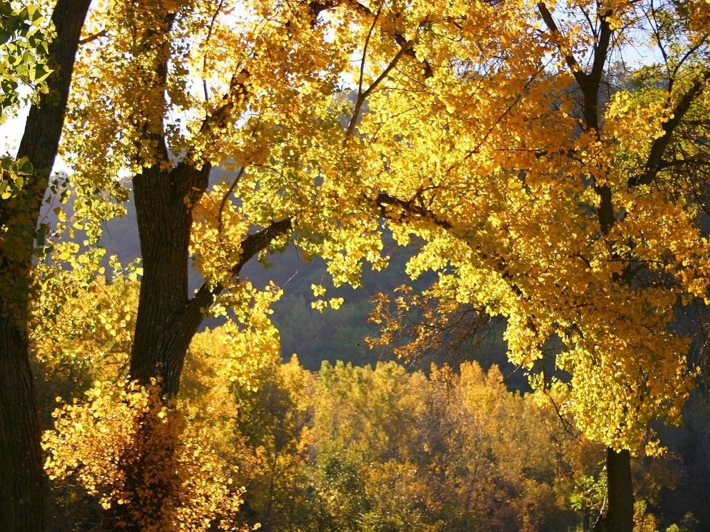 Обои природа, листья, осень, nature, leaves, autumn разрешение 1920x1200 Загрузить