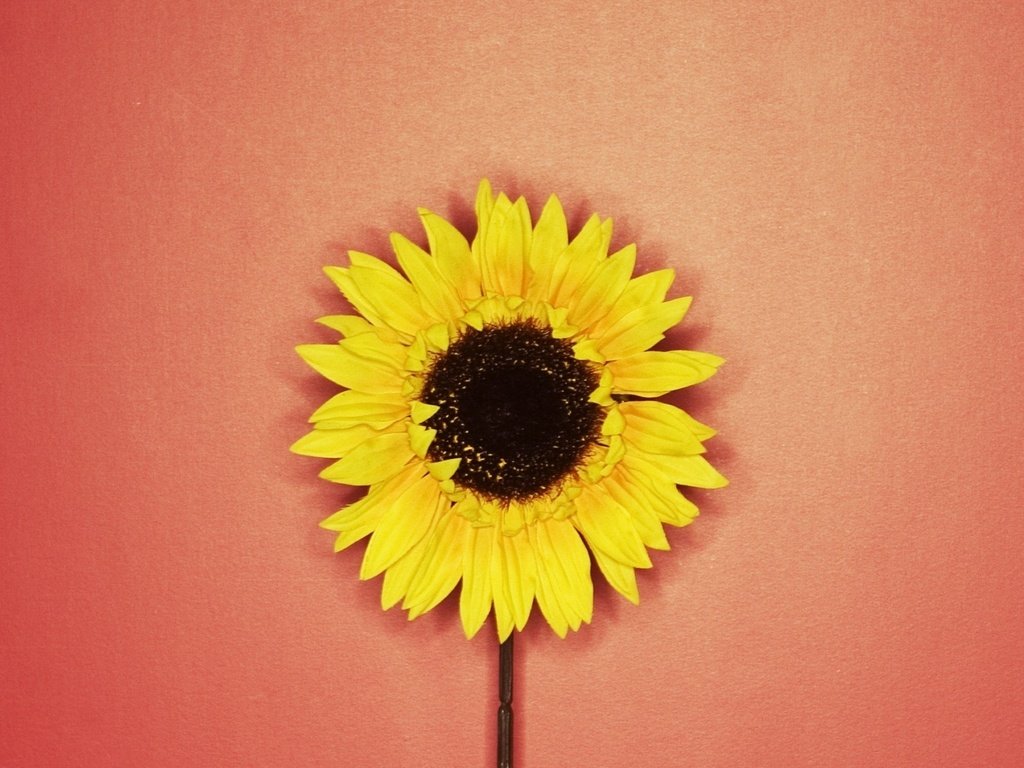 Обои желтый, красный, подсолнух, yellow, red, sunflower разрешение 1920x1200 Загрузить