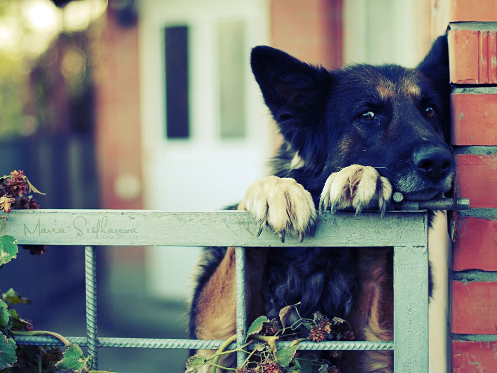 Обои забор, когти, немецкая овчарка, ограда, the fence, claws, german shepherd, fence разрешение 3670x2363 Загрузить