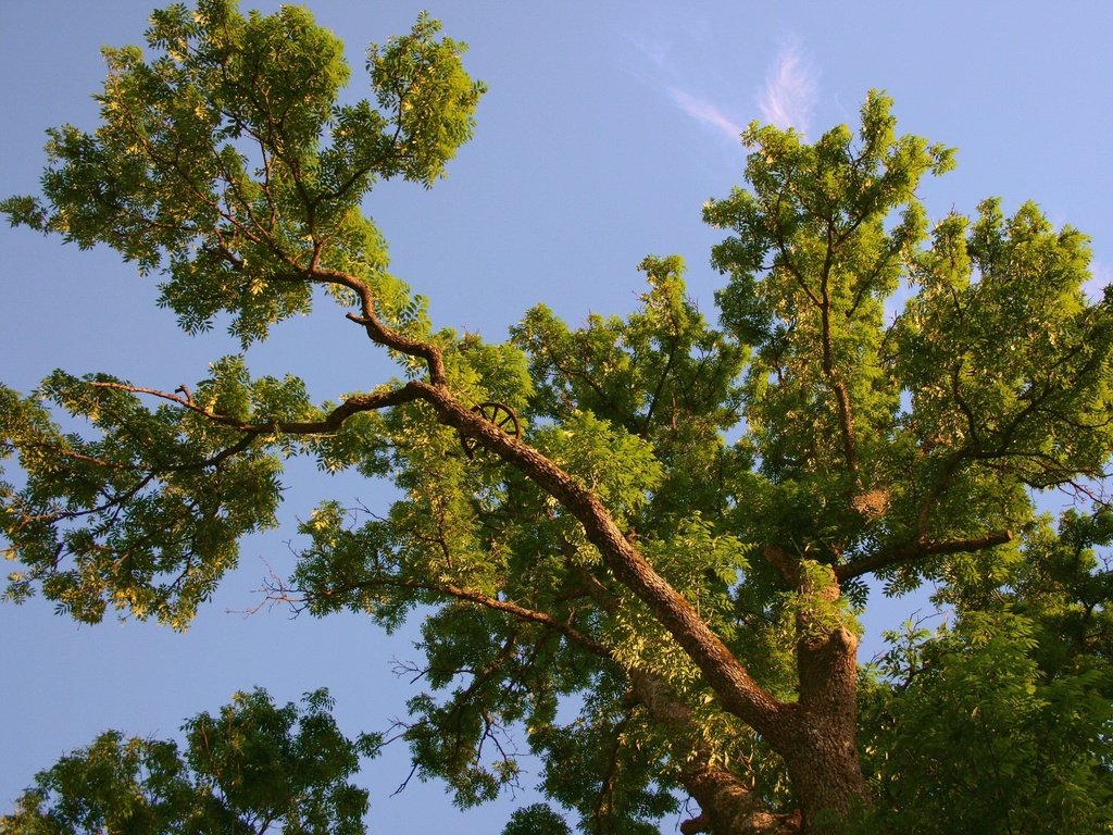 Обои небо, дерево, ветки, колесо, крона, вид снизу, the sky, tree, branches, wheel, crown, bottom view разрешение 1920x1440 Загрузить