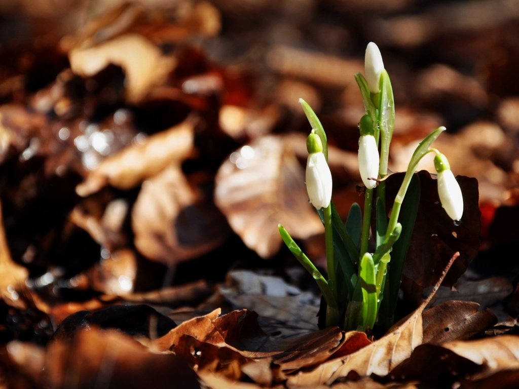 Обои листья, три, подснежники, leaves, three, snowdrops разрешение 1920x1200 Загрузить