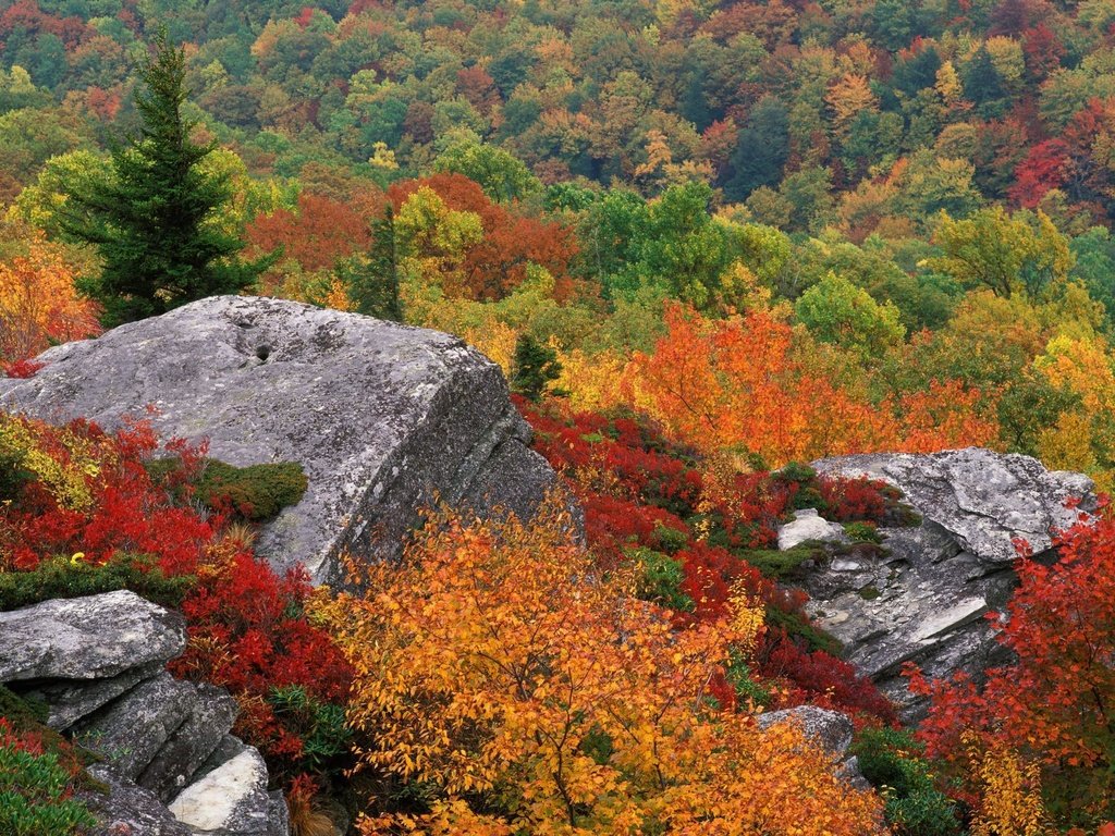 Обои небо, деревья, природа, осень, камень, the sky, trees, nature, autumn, stone разрешение 1999x1333 Загрузить