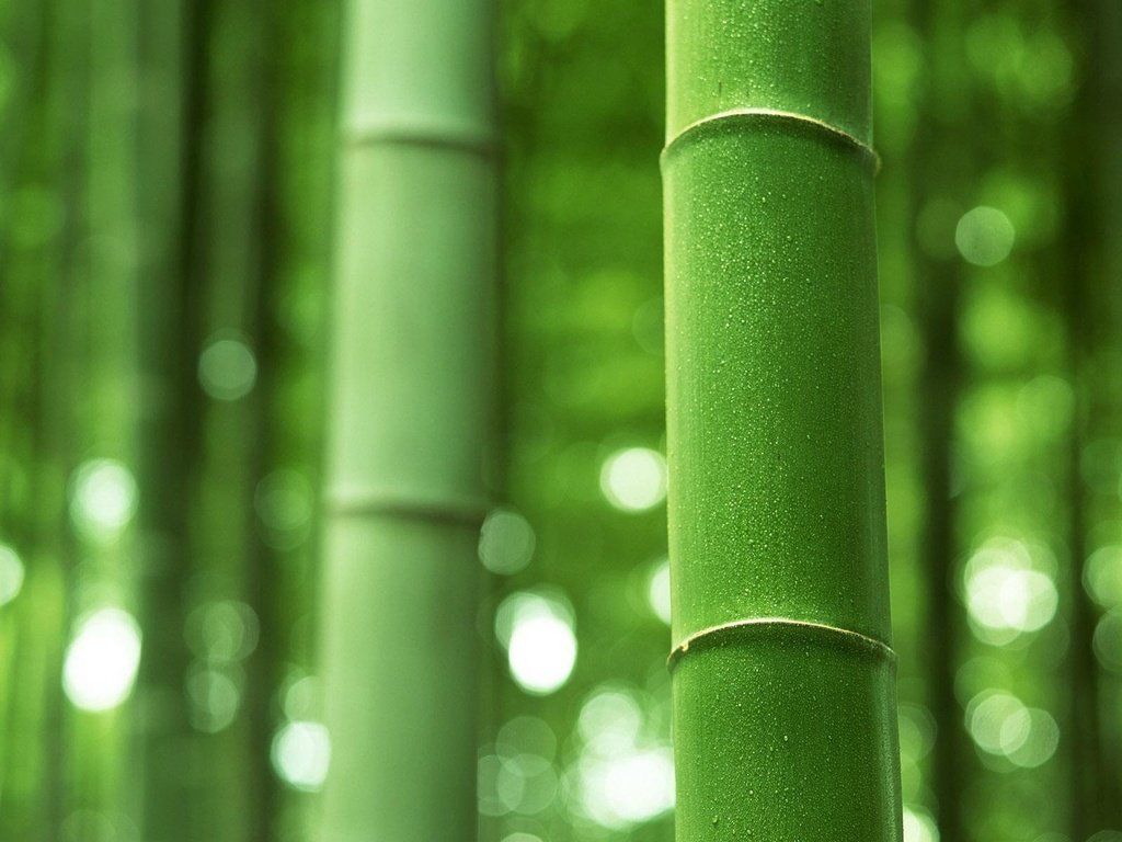 Обои зелёный, бамбук, ствол, стебель, green, bamboo, trunk, stem разрешение 1920x1200 Загрузить