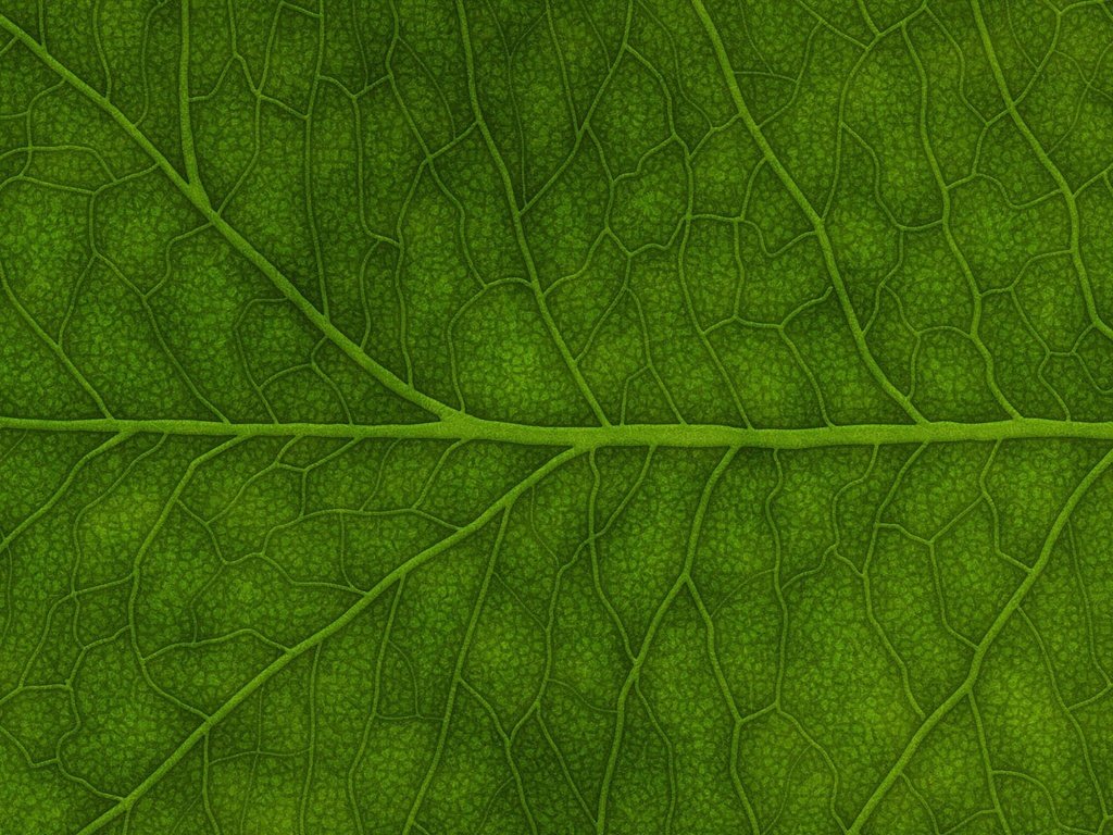 Обои зелёный, лист, green, sheet разрешение 3840x1200 Загрузить