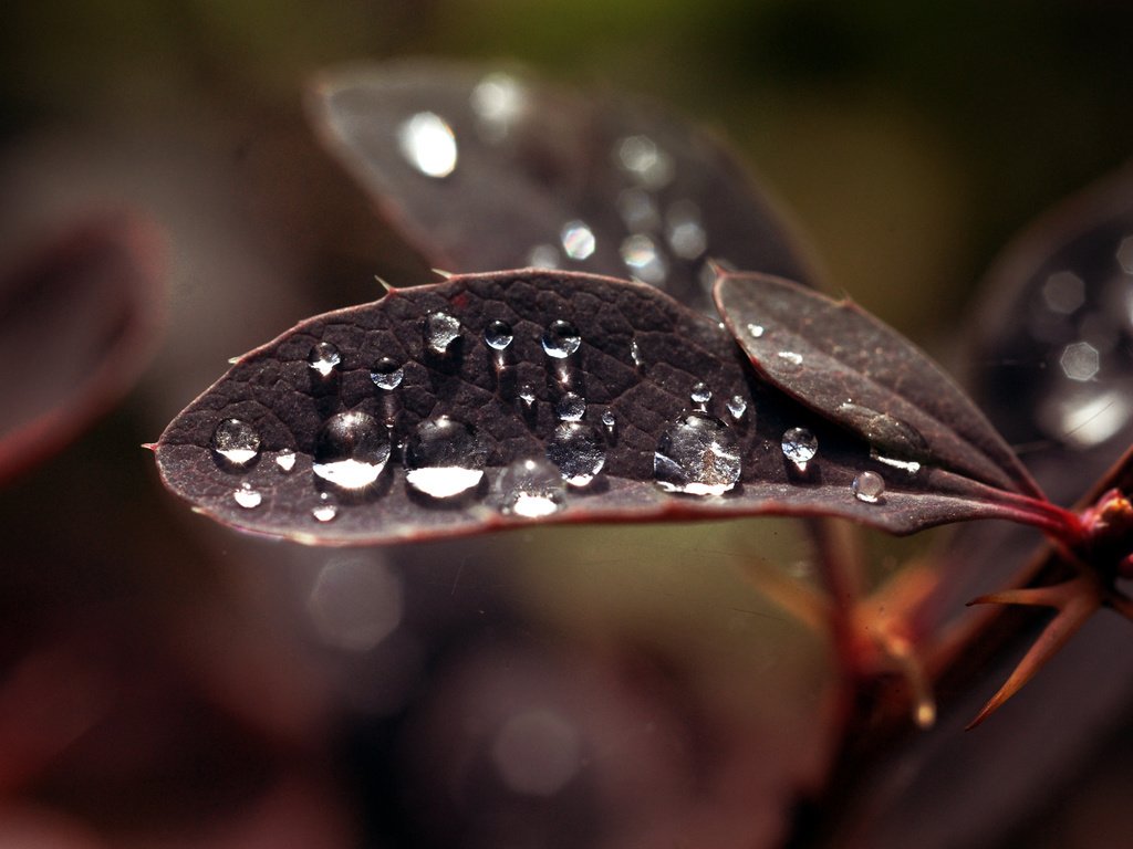 Обои макро, роса, капли, лист, растение, macro, rosa, drops, sheet, plant разрешение 1920x1200 Загрузить