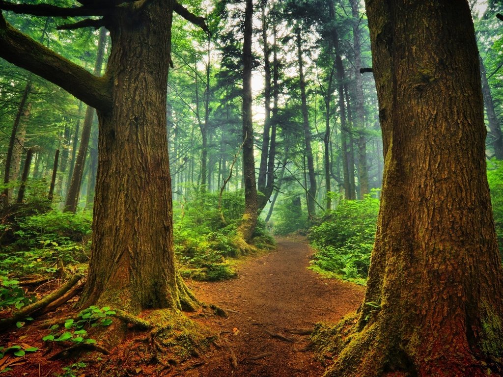 Обои деревья, природа, лес, пейзаж, туман, стволы, тропинка, trees, nature, forest, landscape, fog, trunks, path разрешение 1920x1200 Загрузить