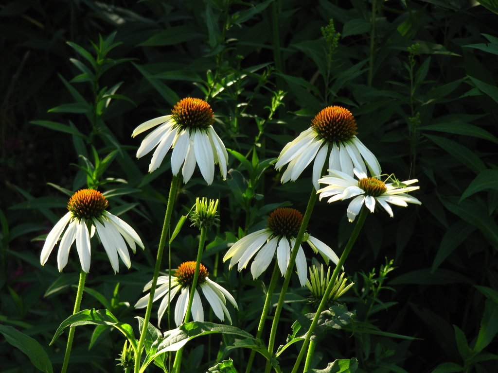 Обои зелень, листья, утро, ромашки, белые, стебли, greens, leaves, morning, chamomile, white, stems разрешение 4000x3000 Загрузить