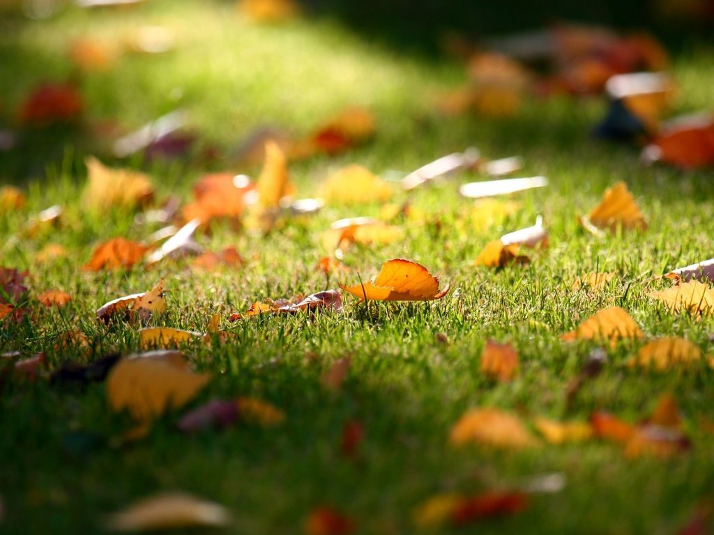 Обои трава, листья, осень, газон, опадают, grass, leaves, autumn, lawn, fall разрешение 2560x1600 Загрузить