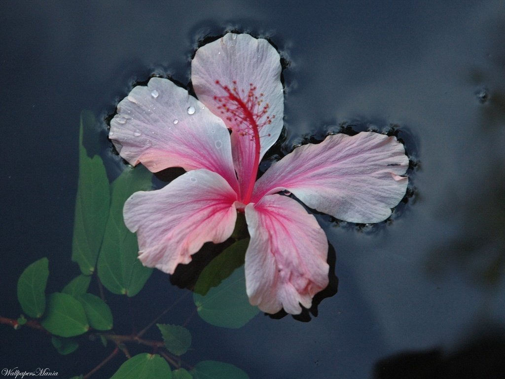 Обои вода, листья, цветок, water, leaves, flower разрешение 1920x1440 Загрузить