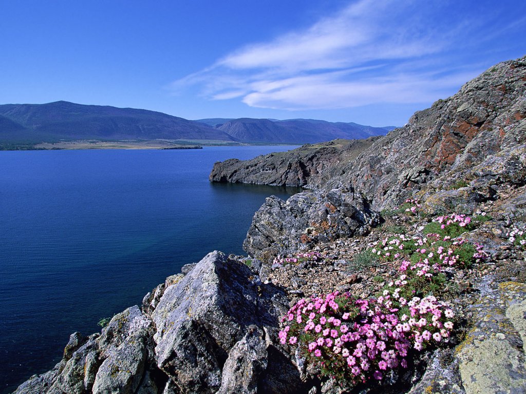 Обои цветы, река, горы, камень, россия, flowers, river, mountains, stone, russia разрешение 1920x1200 Загрузить