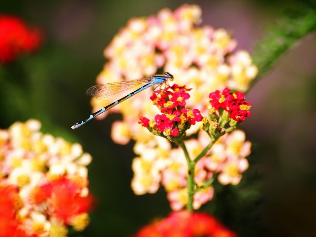 Обои цветы, насекомые, стрекоза, flowers, insects, dragonfly разрешение 1920x1440 Загрузить