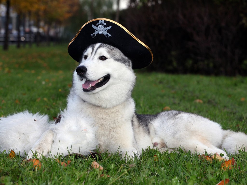 Обои обои, собака, шляпа, хаска, wallpaper, dog, hat, husky разрешение 2560x1600 Загрузить