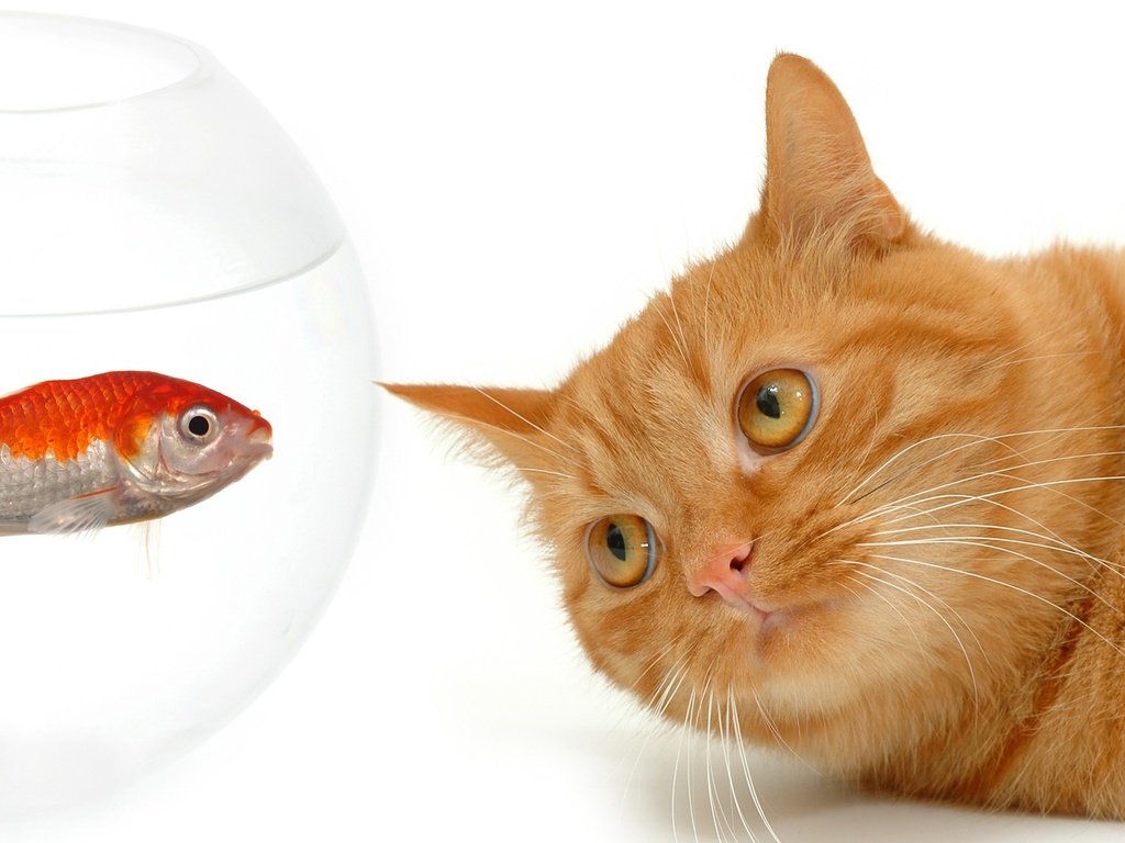 Обои кот, мордочка, кошка, взгляд, белый фон, рыжий, аквариум, рыбка, cat, muzzle, look, white background, red, aquarium, fish разрешение 3200x1200 Загрузить