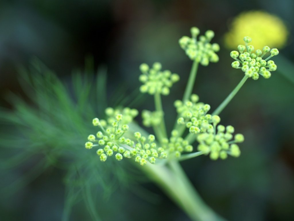 Обои цветы, зелень, фокус камеры, flowers, greens, the focus of the camera разрешение 1920x1440 Загрузить