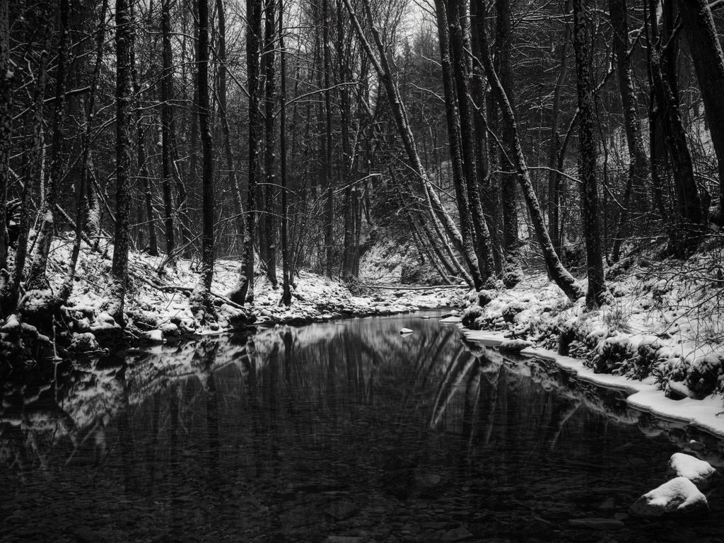 Обои лес, зима, чёрно-белое, водоем, чёрно-бело, forest, winter, black and white, pond разрешение 2560x1600 Загрузить