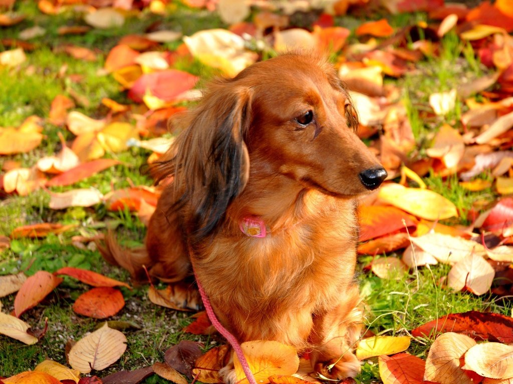 Обои листья, осень, собака, прогулка, leaves, autumn, dog, walk разрешение 4288x2848 Загрузить