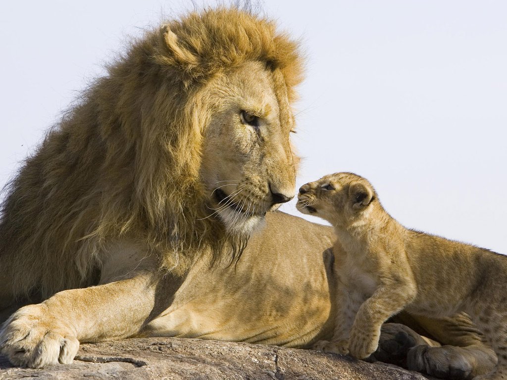 Обои камень, лев, львёнок, stone, leo, lion разрешение 1920x1200 Загрузить