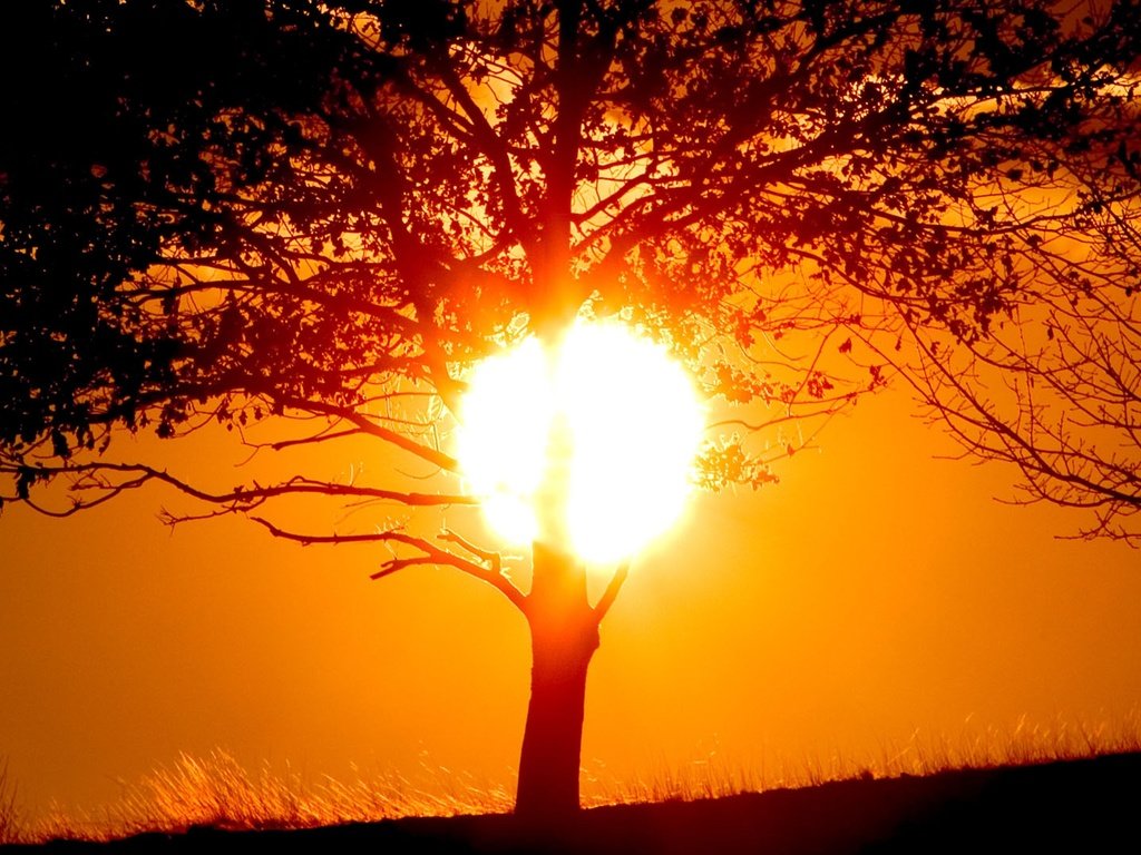 Обои вечер, солнце, дерево, закат, the evening, the sun, tree, sunset разрешение 1920x1080 Загрузить