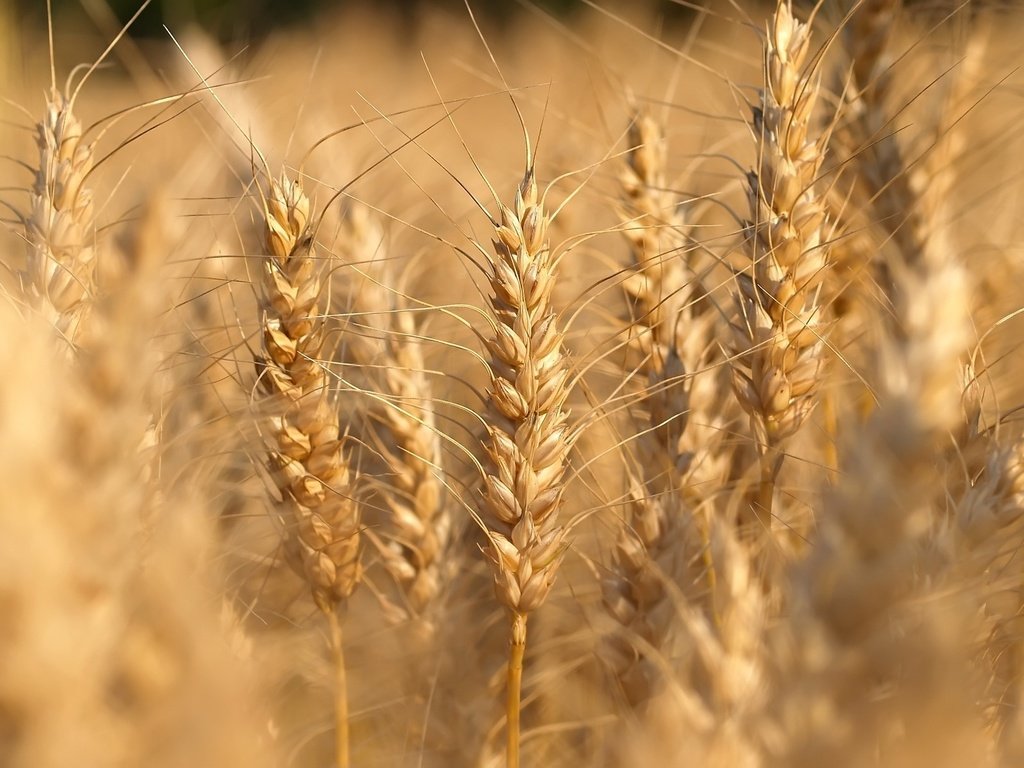 Обои природа, макро, поле, пейзажи, fields, nature walls, макро фото пшеницы, nature, macro, field, landscapes, macro photo of wheat разрешение 1920x1200 Загрузить