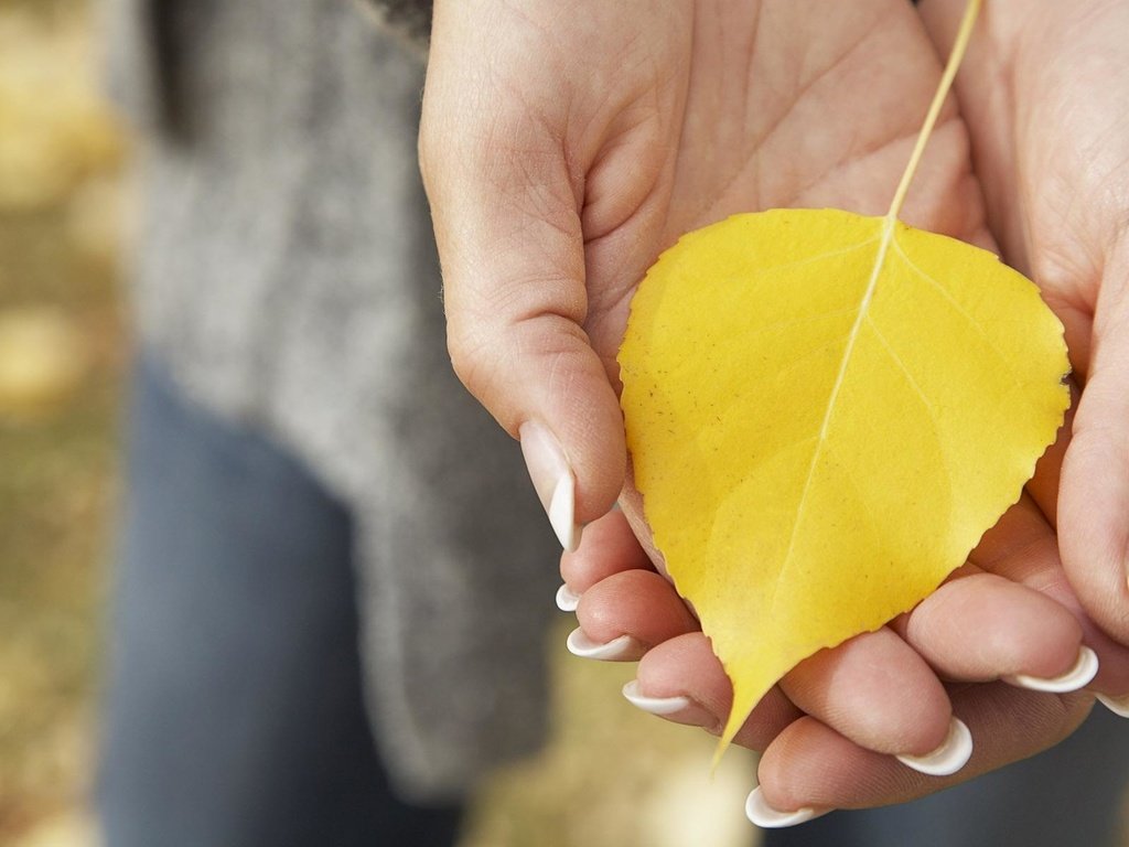 Обои желтый, макро, осень, лист, руки, опавший, ладони, yellow, macro, autumn, sheet, hands, fallen, palm разрешение 1920x1200 Загрузить