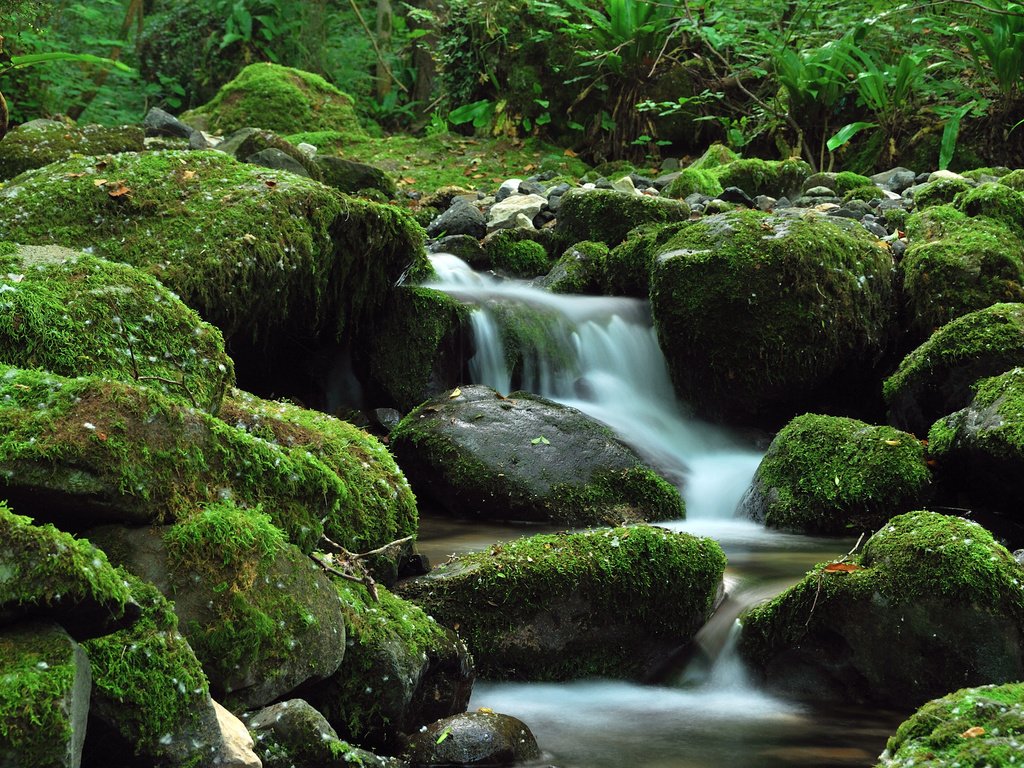 Обои камни, зелень, ручей, водопад, stones, greens, stream, waterfall разрешение 2560x1600 Загрузить