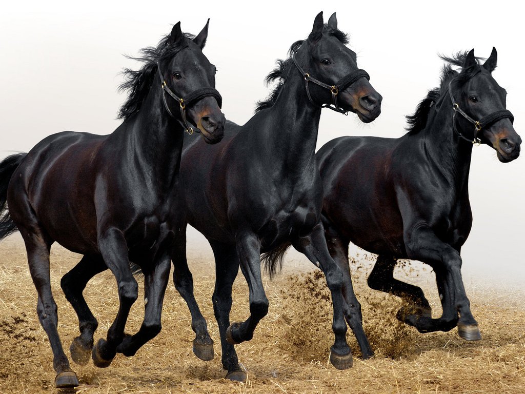 Обои фото, животные, лошади, кони, photo, animals, horse, horses разрешение 2560x1600 Загрузить