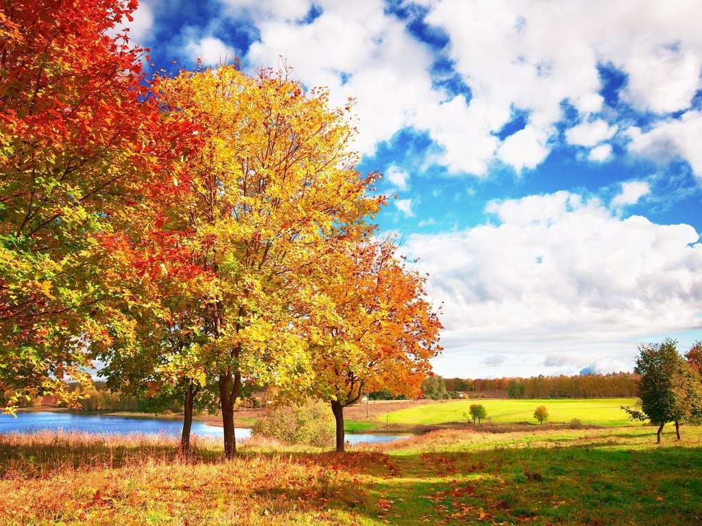 Обои небо, облака, деревья, осень, яркие, голубое, осен, the sky, clouds, trees, autumn, bright, blue разрешение 3008x1998 Загрузить