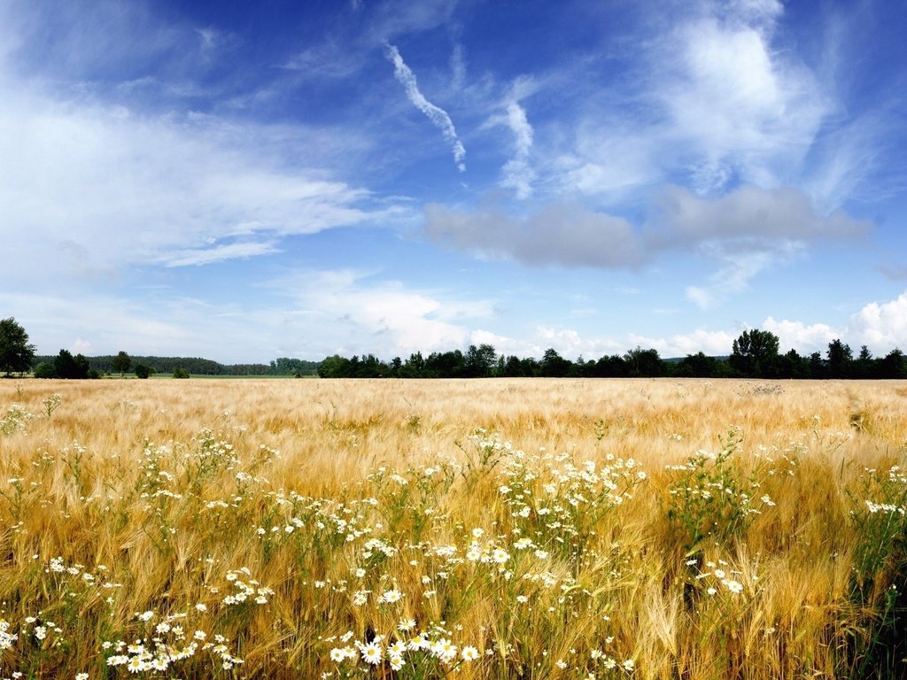 Обои небо, цветы, облака, деревья, природа, горизонт, травы, пейзаж. поле, the sky, flowers, clouds, trees, nature, horizon, grass, landscape. field разрешение 1920x1179 Загрузить