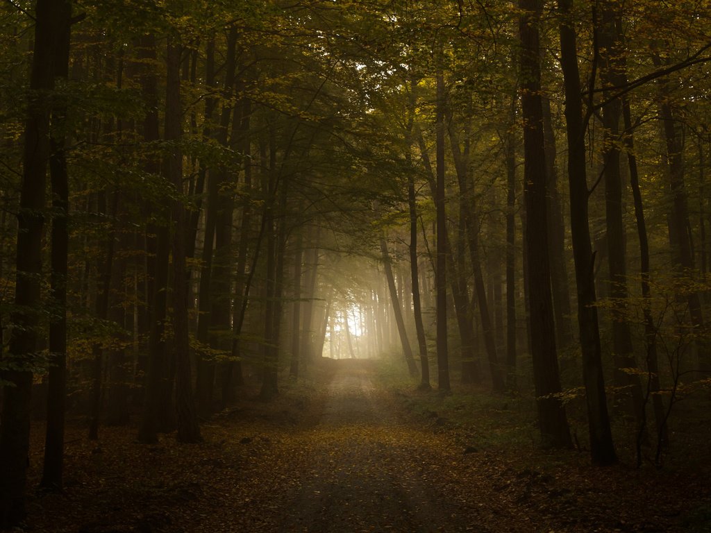 Обои свет, дорога, листва, осень, тунель, the road, light, road, foliage, autumn, tunnel разрешение 2560x1600 Загрузить